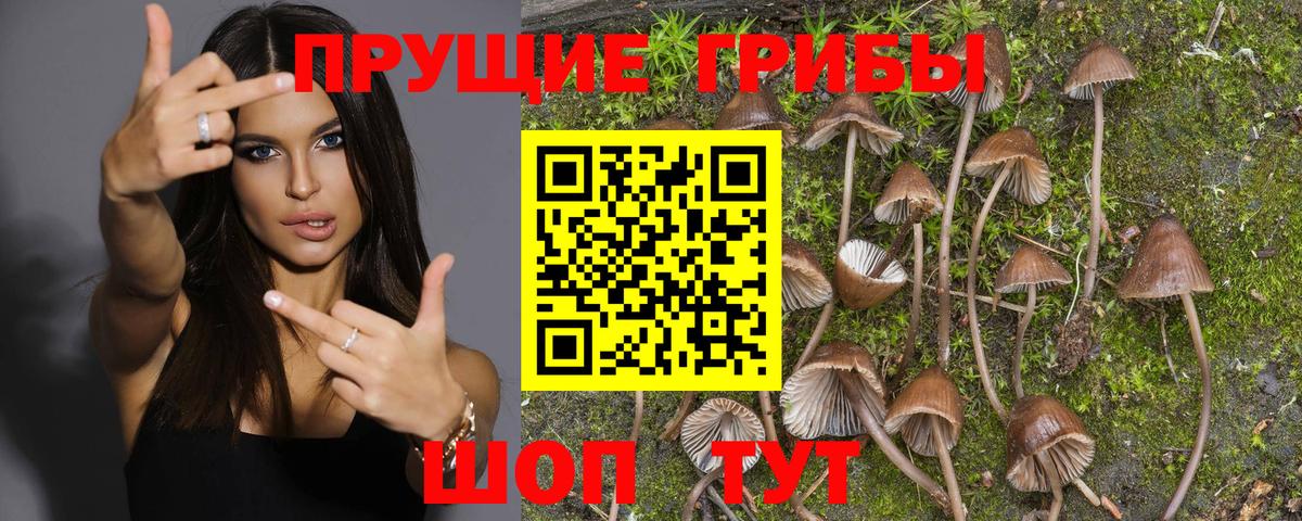 Галлюциногенные грибы Psilocybine cubensis Буйнакск